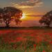 Photo Poppy field