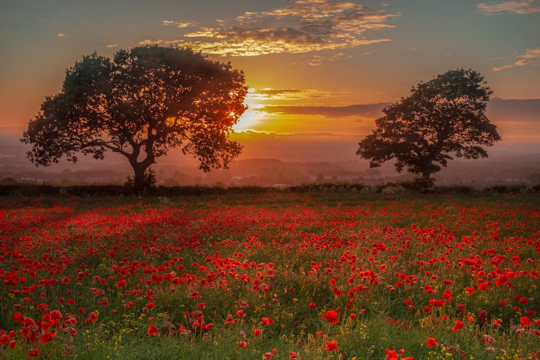 Photo Poppy field